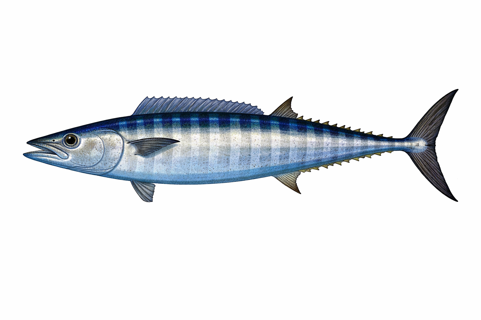 Vulf Fish Florida Gulf Coast Fish Species Guide